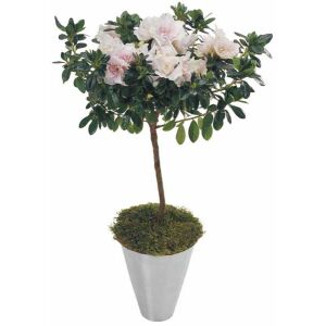 Azalea Plant